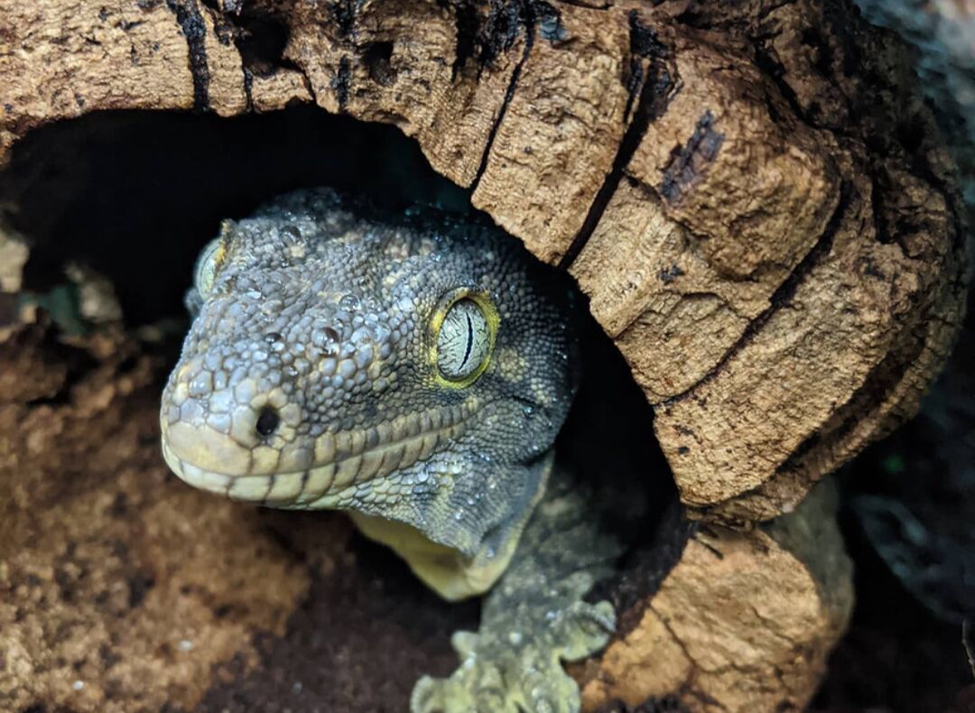 leachie.png